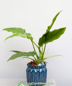 Cây cung đàn xanh làm quà tặng