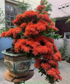 Cây mẫu đơn bonsai thêt thác đổ
