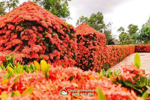 Cây hoa mẫu đơn có tác dụng chửa bệnh
