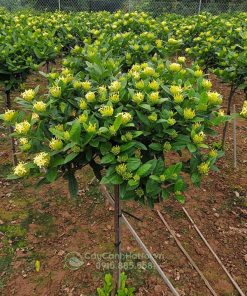 Cây hoa mẫu đơn màu vàng dáng tree