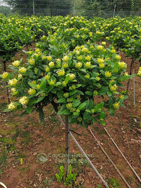 Cây hoa mẫu đơn màu vàng dáng tree
