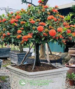 Cây hoa mẫu đơn trồng chậu làm quà tặng mang đến nhiều may mắn
