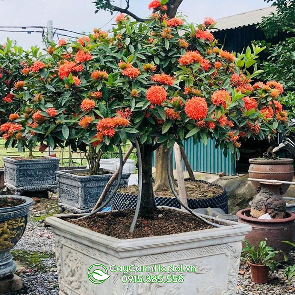 Cây hoa mẫu đơn trồng chậu làm quà tặng mang đến nhiều may mắn