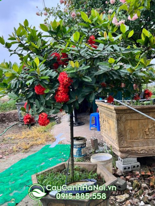 Cây mẫu đơn hợp với người tuổi Tuất