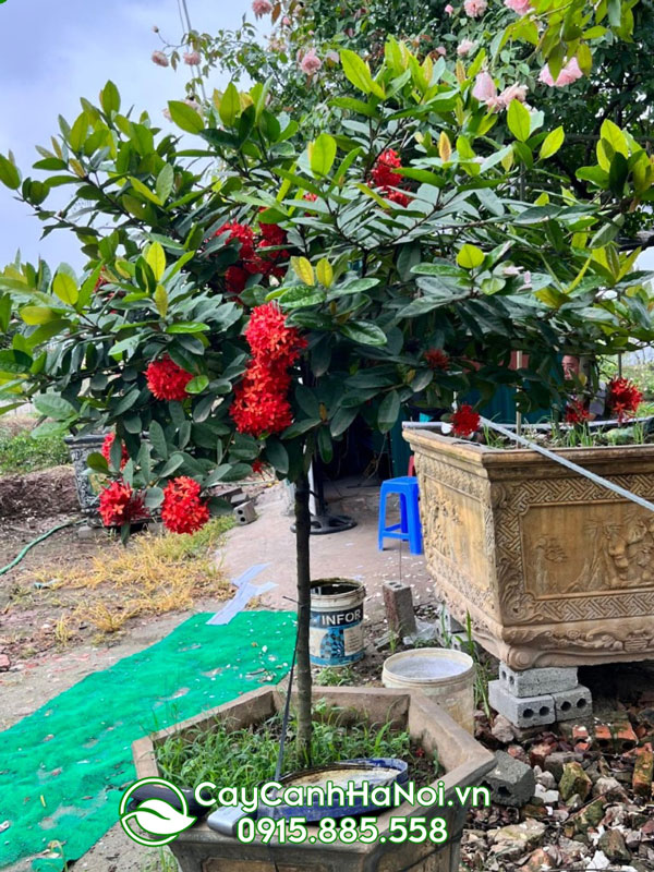 Cây mẫu đơn hợp với người tuổi Tuất