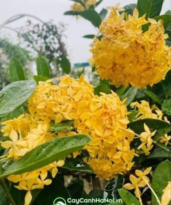 Cây hoa mẫu đơn vàng