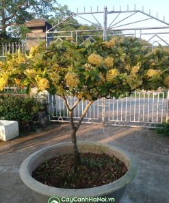 Cây hoa mẫu đơn vàng tán ô