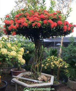 Cây hoa mẫu đơn Việt Nam