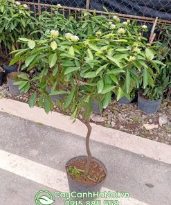 Cây hoa mẫu đơn trắng