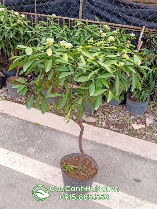 Cây hoa mẫu đơn trắng