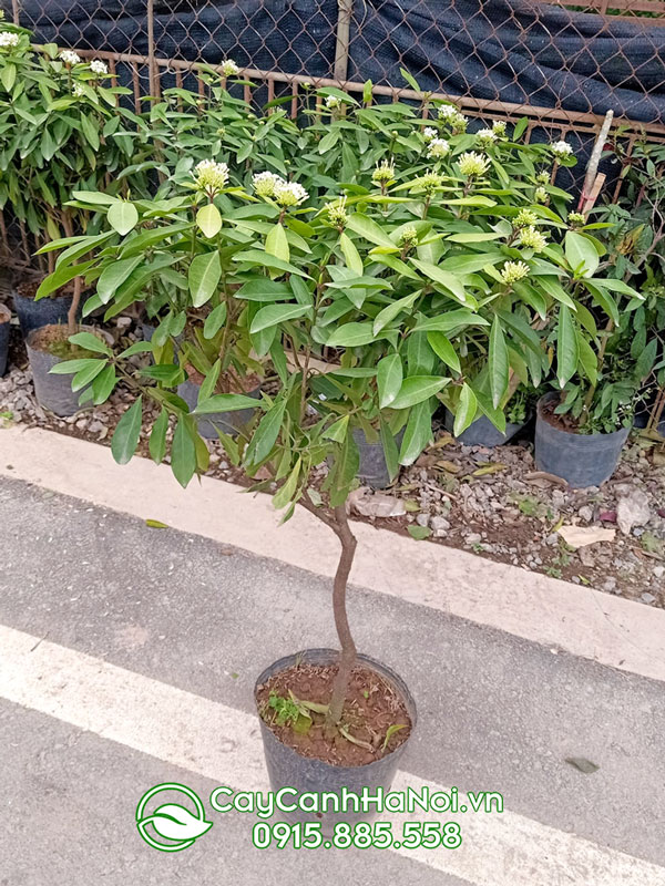 Cây hoa mẫu đơn trắng