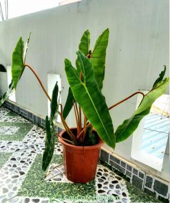 Cây hồng hạc chân cam bụi lớn