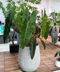 Cây hồng hạc cuốn cam trồng chậu đá mài để sàn đẹp