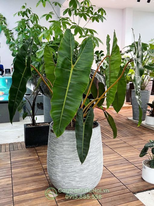 Cây hồng hạc cuốn cam trồng chậu đá mài để sàn đẹp