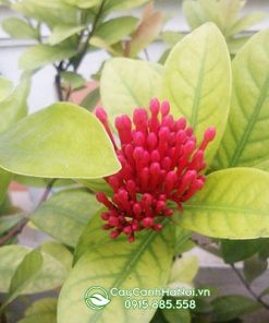 Cây mẫu đơn bị vàng lá và cách xử lý