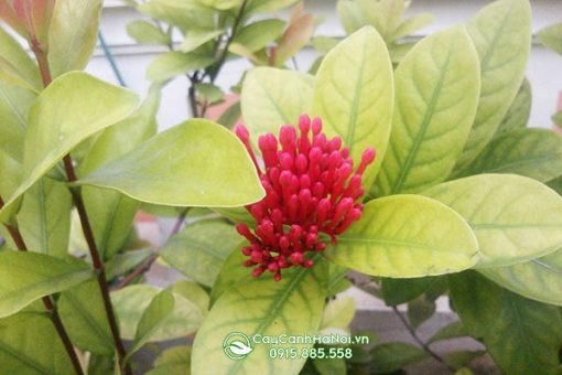 Cây mẫu đơn bị vàng lá và cách xử lý