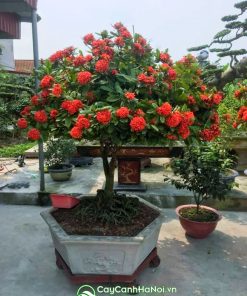 Cây mẫu đơn có tên gọi khác là cây bông trang