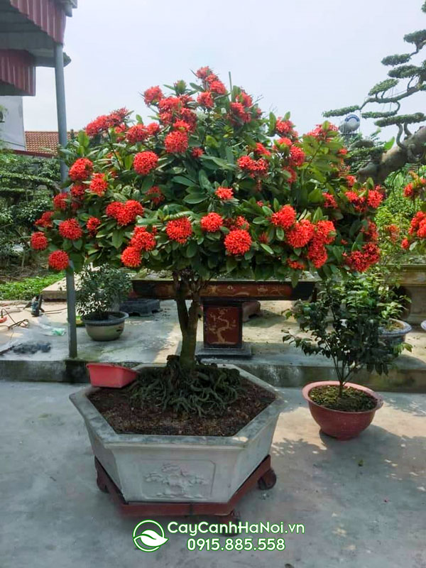 Cây mẫu đơn có tên gọi khác là cây bông trang