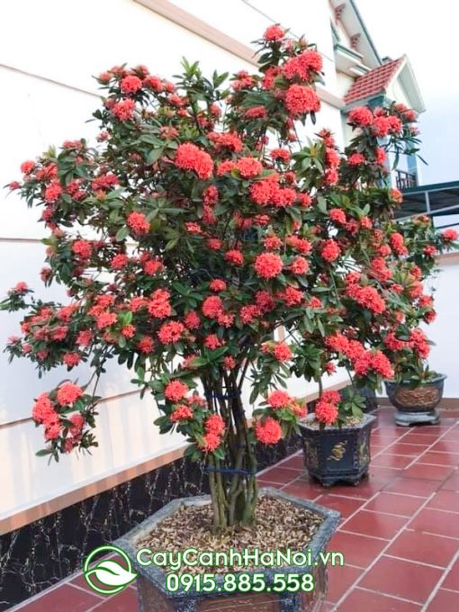 Cây hoa mẫu đơn mang đến sự phồn vinh