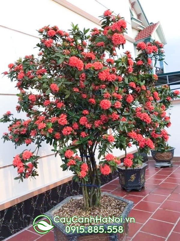 Cây hoa mẫu đơn mang đến sự phồn vinh