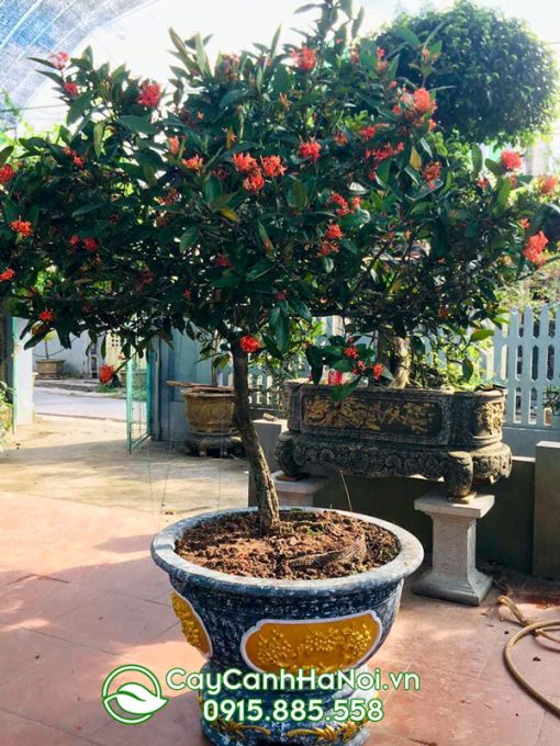 Cây mẫu đơn trang trí cảnh quan trước nhà