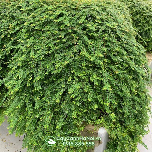 Cây sơn liễu góp phần thanh lọc không khí