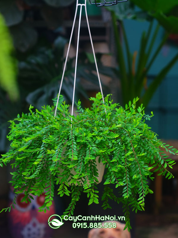 Cây sơn liễu thái rủ chậu treo