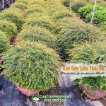 Cây sơn liễu thái rủ đẹp