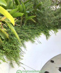 Cây sơn liễu thái trồng sân vườn