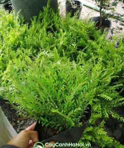 Cây sơn liễu trồng nơi nhiều ánh sáng