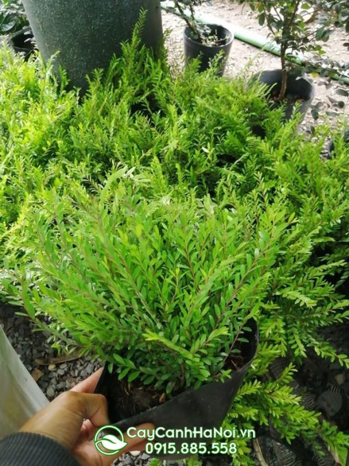 Cây sơn liễu trồng nơi nhiều ánh sáng