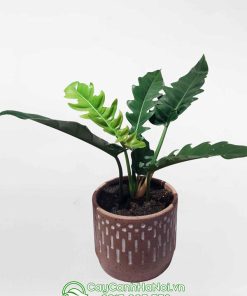 Cay trầu bà cung đàn trang trí bàn làm việc