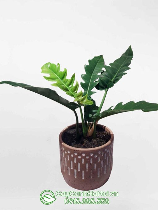 Cay trầu bà cung đàn trang trí bàn làm việc