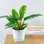 Cây Trầu Bà Cung Đàn Xanh – Philodendron Jungle Boogie