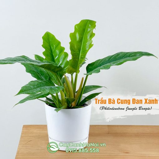 Cây trầu bà cung đàn xanh