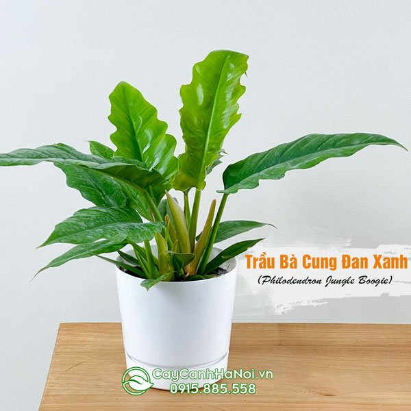 Cây trầu bà cung đàn xanh