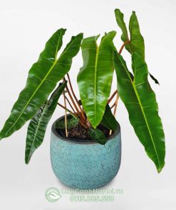 Cây trầu bà hồng hạc chân cam trồng chậu đẹp