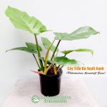 Cây Trầu Bà Tuyết Xanh – Philodendron Snowdrift Green