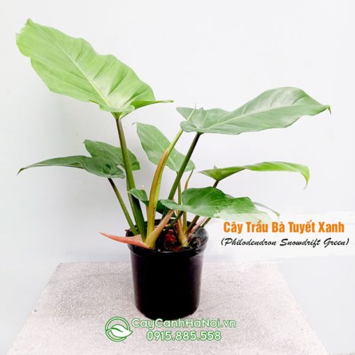 Cây trầu bà tuyết xanh