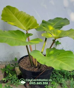 Cây trầu bà tuyết xanh có lá thuần xanh