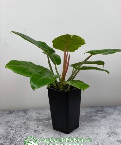 Cây trầu bà tuyết xanh mang đến tài lộc