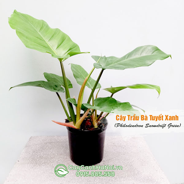 Cây trầu bà tuyết xanh