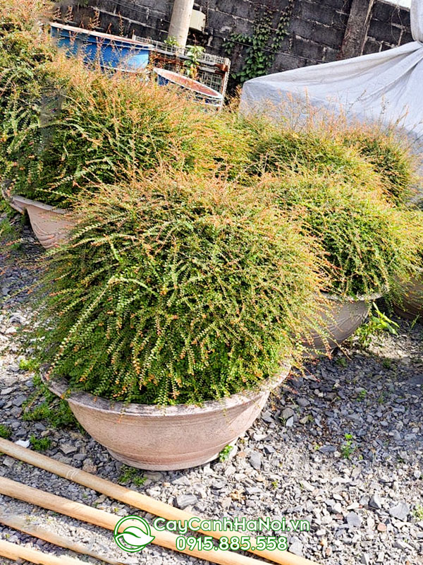 Chậu cây sơn liễu thái đẹp