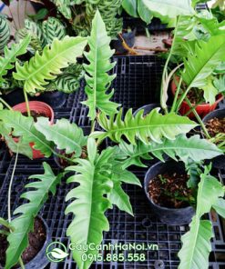 Cung cấp sỉ cây cung đàn xanh giá rẻ tại Hà Nội
