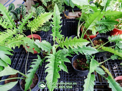 Cung cấp sỉ cây cung đàn xanh giá rẻ tại Hà Nội