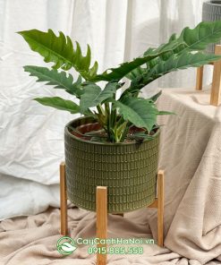 Cung đàn xanh trồng chậu trang trí nội thất