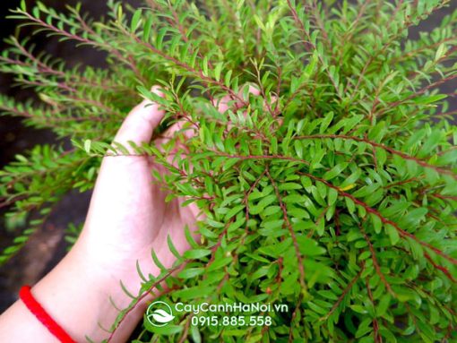 Đặc điểm cây sơn liễu thái rủ
