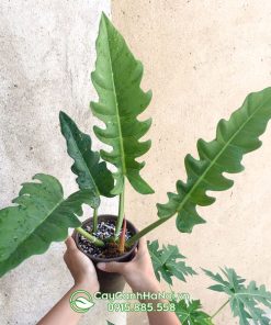 Đặc điểm lá Philodendron Jungle Boogie