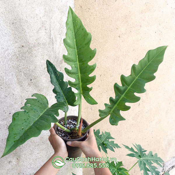 Đặc điểm lá Philodendron Jungle Boogie