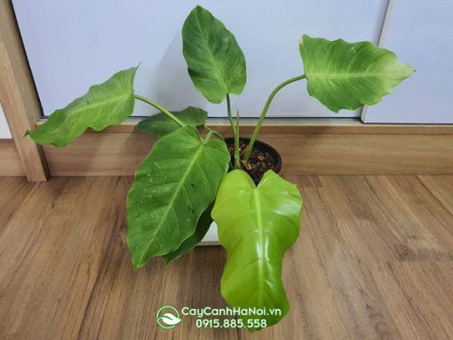 Đăc điểm cây trầu bà tuyết xanh